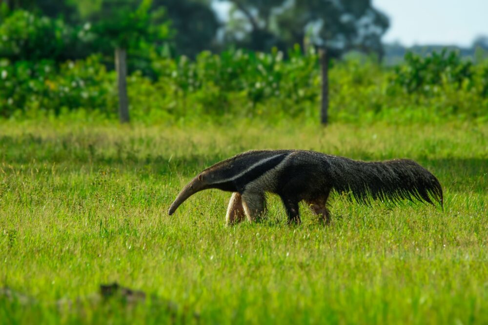 The Giant Anteater Refuge in the Llanos: Savanna Ecology and Conservation in the Orinoco Basin