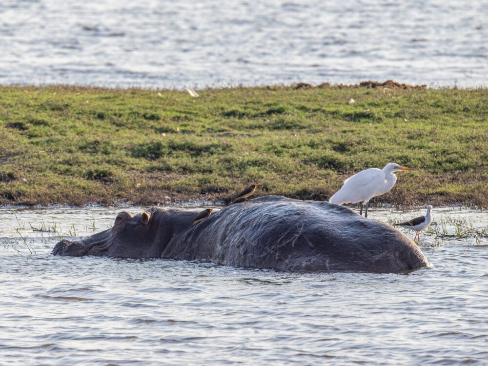 El laberinto intermodal del delta del Okavango: mokoros tradicionales, avionetas de monte y la frágil conectividad de un santuario anfibio