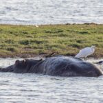 El laberinto intermodal del delta del Okavango: mokoros tradicionales, avionetas de monte y la frágil conectividad de un santuario anfibio