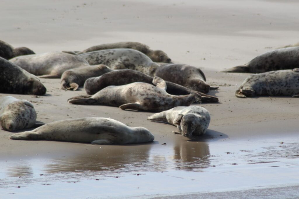 Navegación en el Mar de los Wadden: Guía Marítima y Travesía de Mareas entre las Islas Frisias