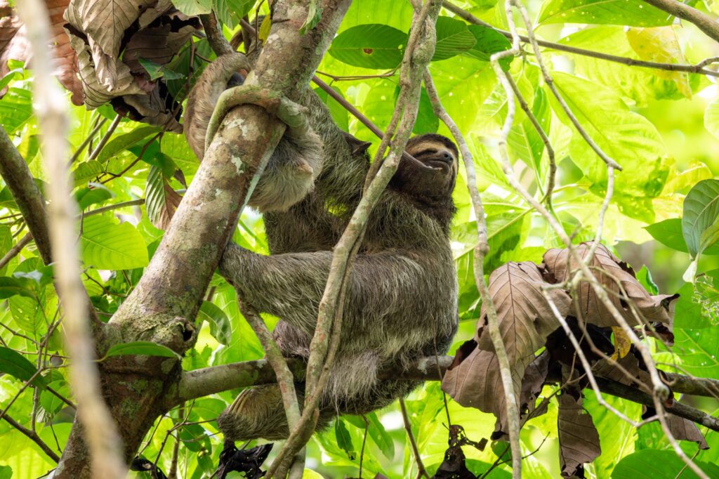 El triunfo silencioso de Costa Rica: más allá del marketing verde en el escenario británico