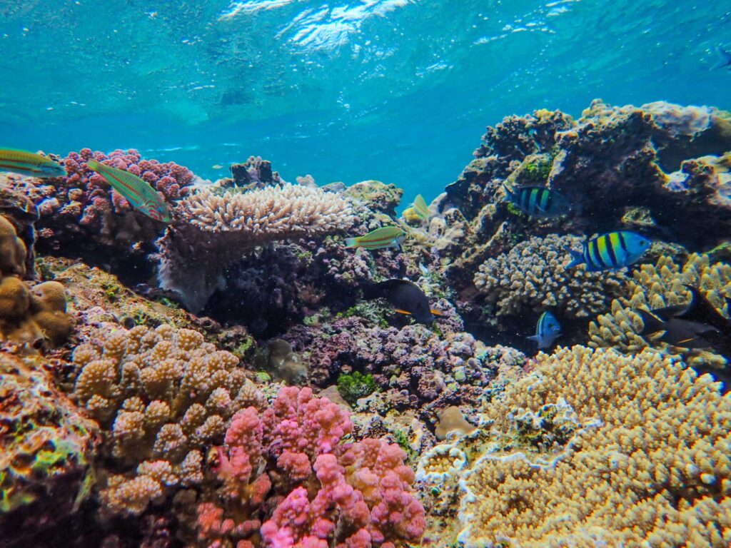 El refugio de los delfines de hocico botella en el archipiélago de Fernando de Noronha: oceanografía, corrientes de afloramiento y conservación en el Atlántico tropical