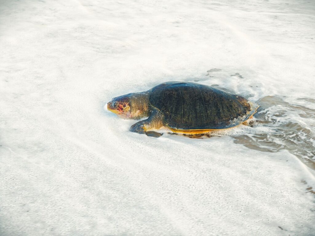 El refugio de la tortuga boba en el archipiélago de Cabo Verde: oceanografía, corrientes de afloramiento y conservación en las playas de Sal