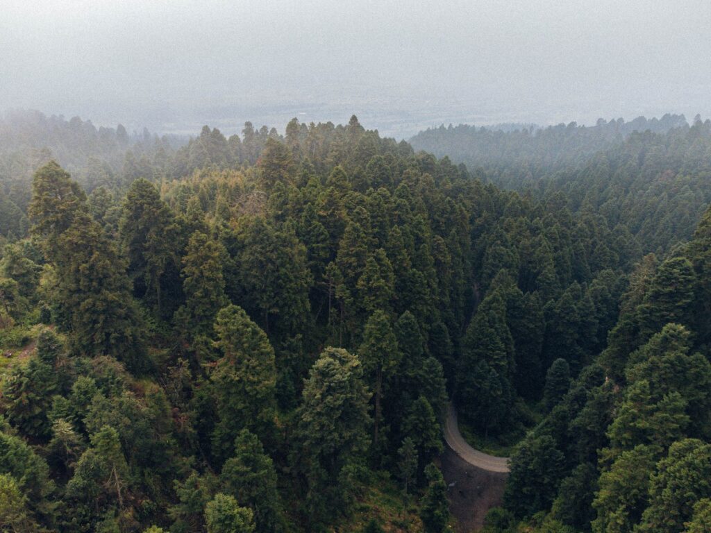 Naturaleza sin fronteras: El corredor migratorio y ecológico que une a Canadá y México