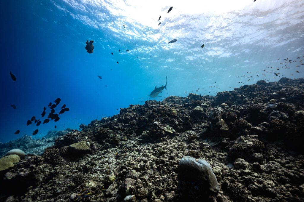 De la red al timón: cuando los cazadores de tiburones se convierten en los guardianes de los océanos