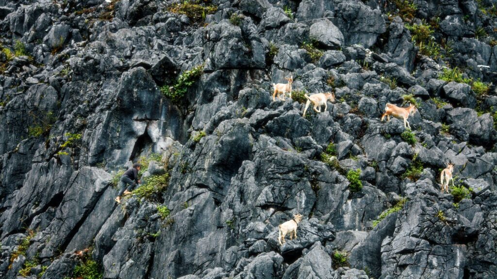 Cumbres áridas y conservación: la metamorfosis verde de los montes Hajar en los Emiratos Árabes Unidos