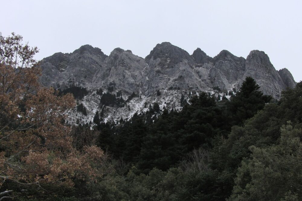 El refugio del lince ibérico en Sierra Morena: corredores mediterrónicos, genética y conservación en el Parque Natural de la Sierra de Cardeña y Montoro