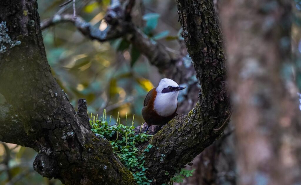 El costo invisible del paraíso: cuando el ecoturismo devora la naturaleza que promete salvar