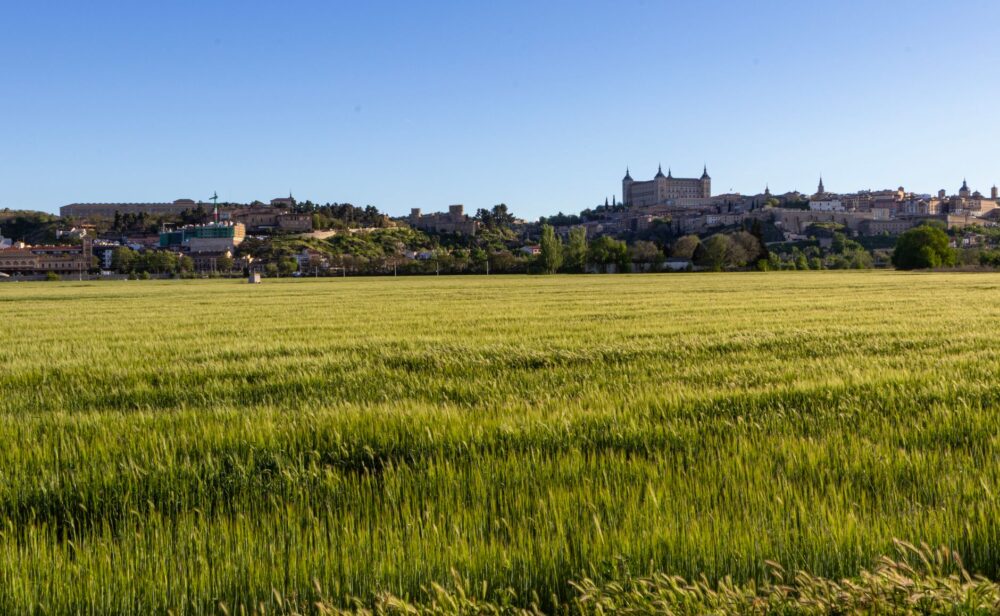 El secreto del trigo y la piedra: la liturgia del pan de hogaza y los hornos de cal en los altos de Soria