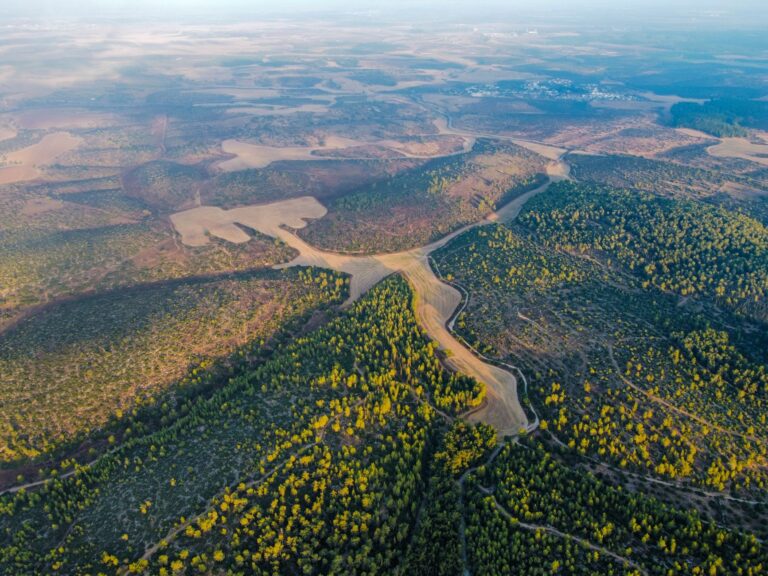 El latido de los sotos fluviales: cómo la restauración del bosque de ribera y la custodia comunitaria transforman la conservación en el alto Ebro