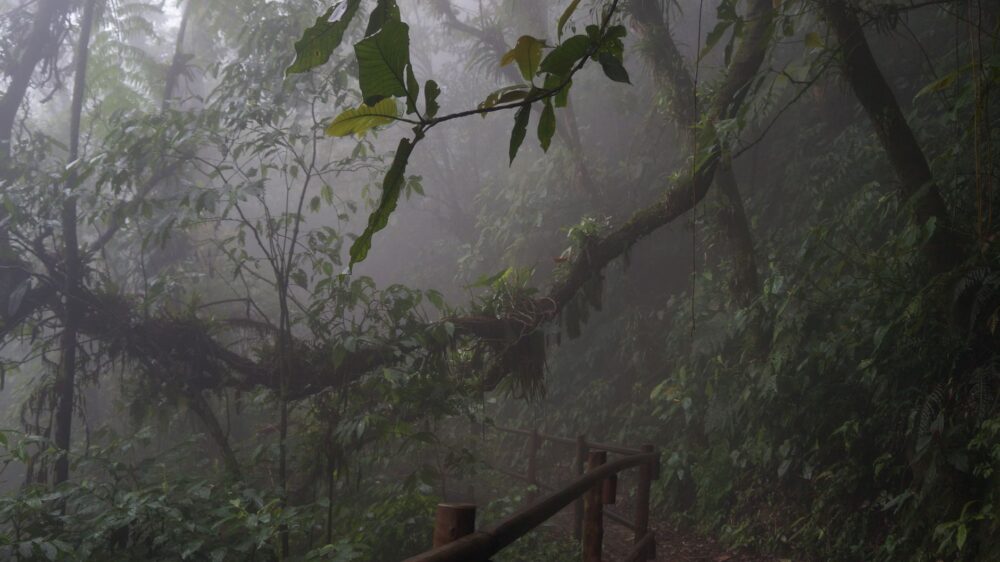 El silencio milenario de los bosques de niebla de Monteverde: hidroterapia de altura y arquitectura bioclimática en la cordillera costarricense