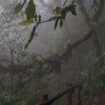 El silencio milenario de los bosques de niebla de Monteverde: hidroterapia de altura y arquitectura bioclimática en la cordillera costarricense