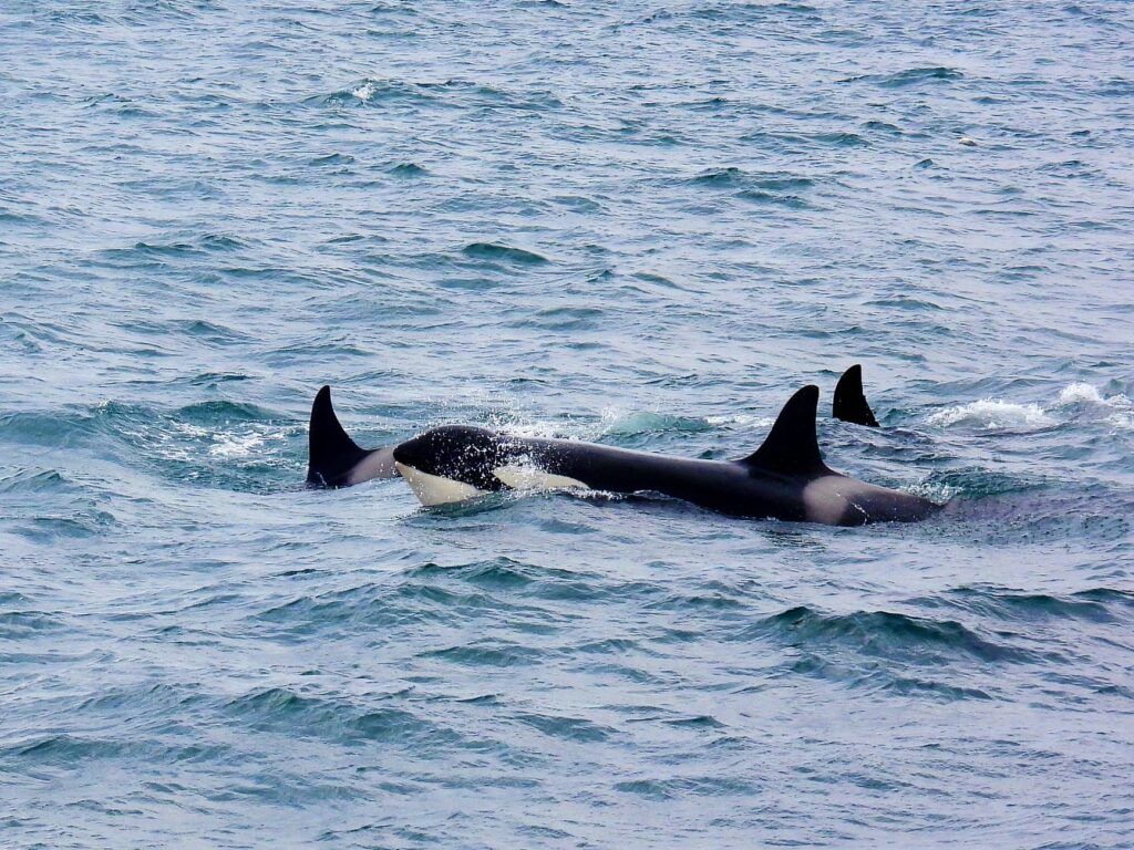 El Refugio Submarino de los Fiordos Noruegos: Oceanografía, Corrientes de Marea y Conservación en los Mares Árticos