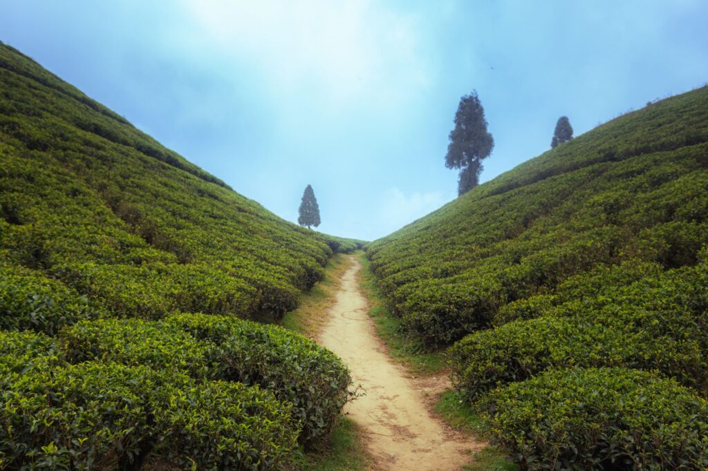 El latido de hierro entre las nubes: El Ferrocarril del Himalaya de Darjeeling