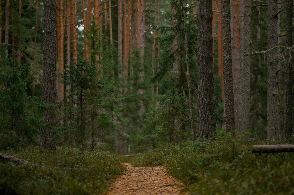 La Travesía del Sendero de Alta Ruta de los Apalaches del Norte en la Reserva de Baxter: Guía de Expedición y Senderismo por los Bosques Milenarios de Maine