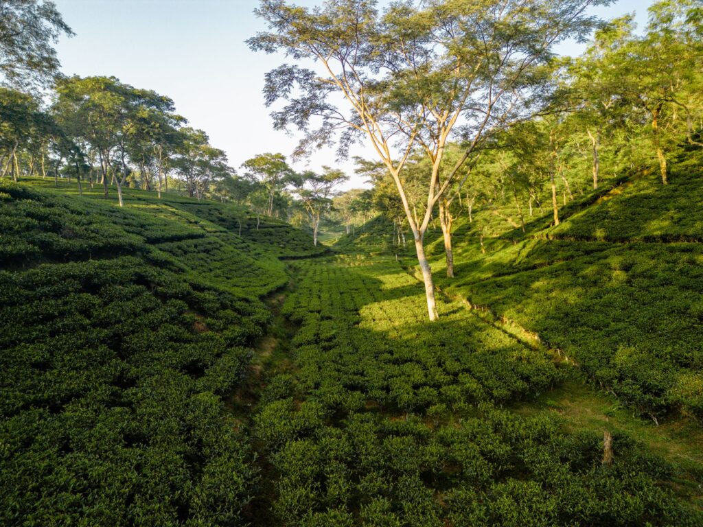 El latido secreto del ferrocarril de Darjeeling: ingeniería a vapor y el pulso vertical del Himalaya