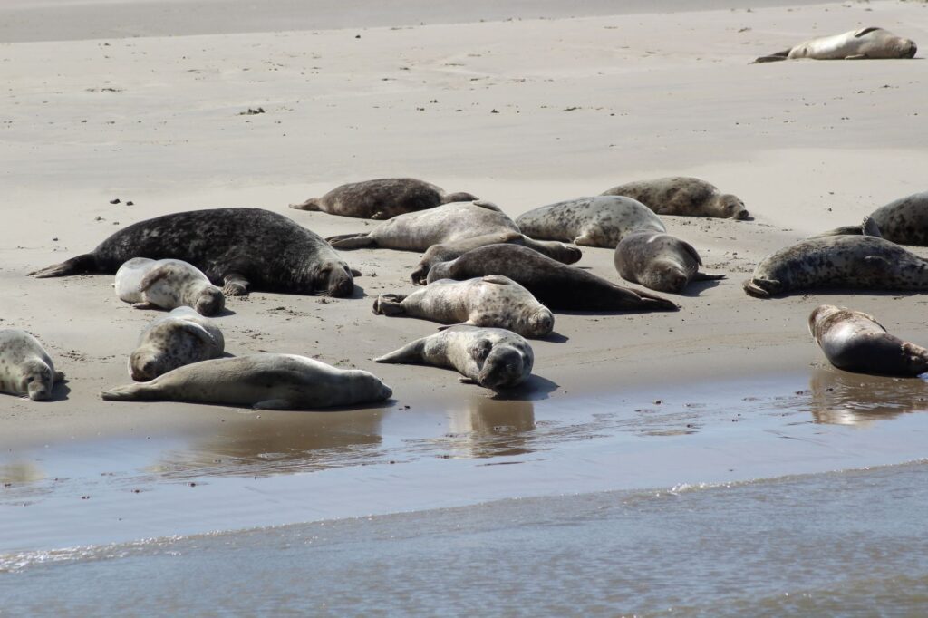 La Travesía del Mar de los Wadden: Guía de Navegación Costera y Expedición Mareal por los Humedales de Frisia