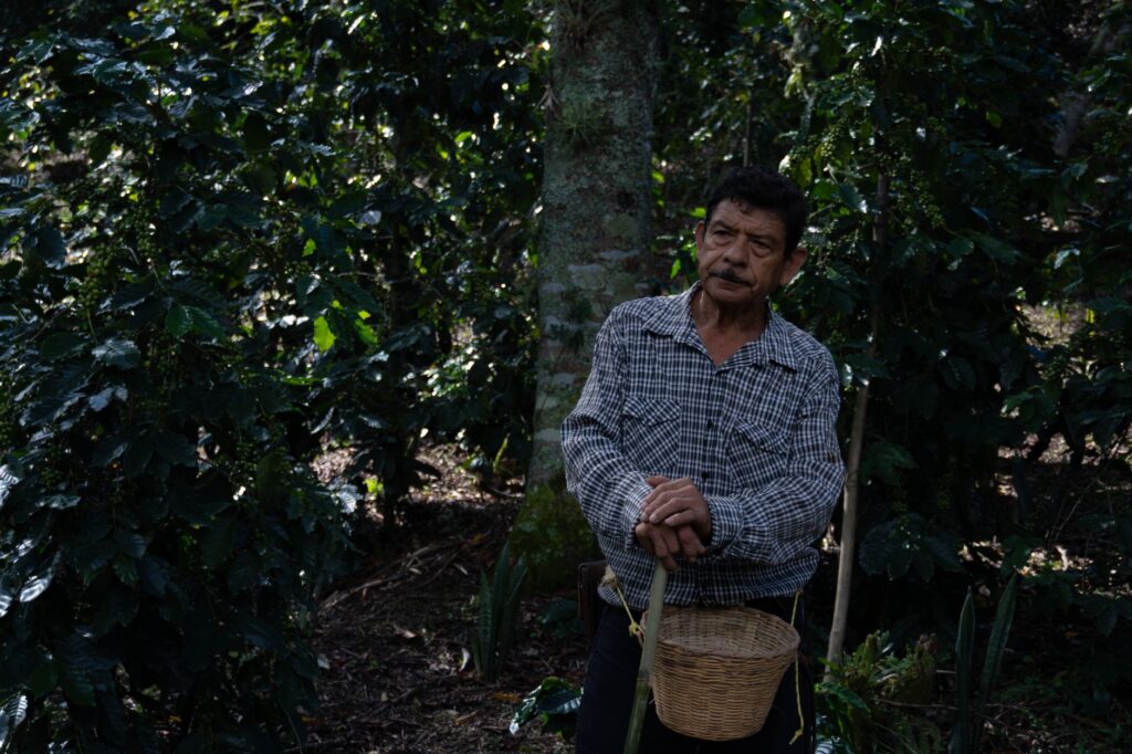 El laberinto de los bosques nubosos: cómo la movilidad comunitaria y los senderos aéreos transforman el transporte en Monteverde