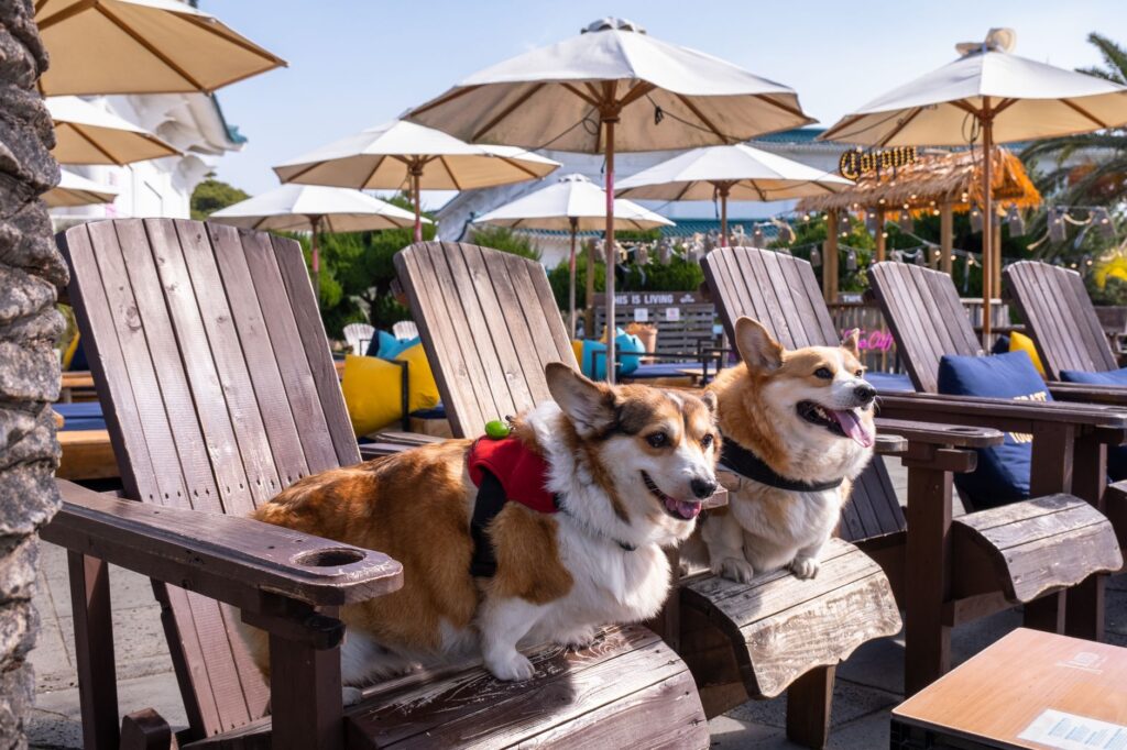 Hospitalidad con Pata y Estilo: Nueve Refugios Caninos de Lujo en Savannah