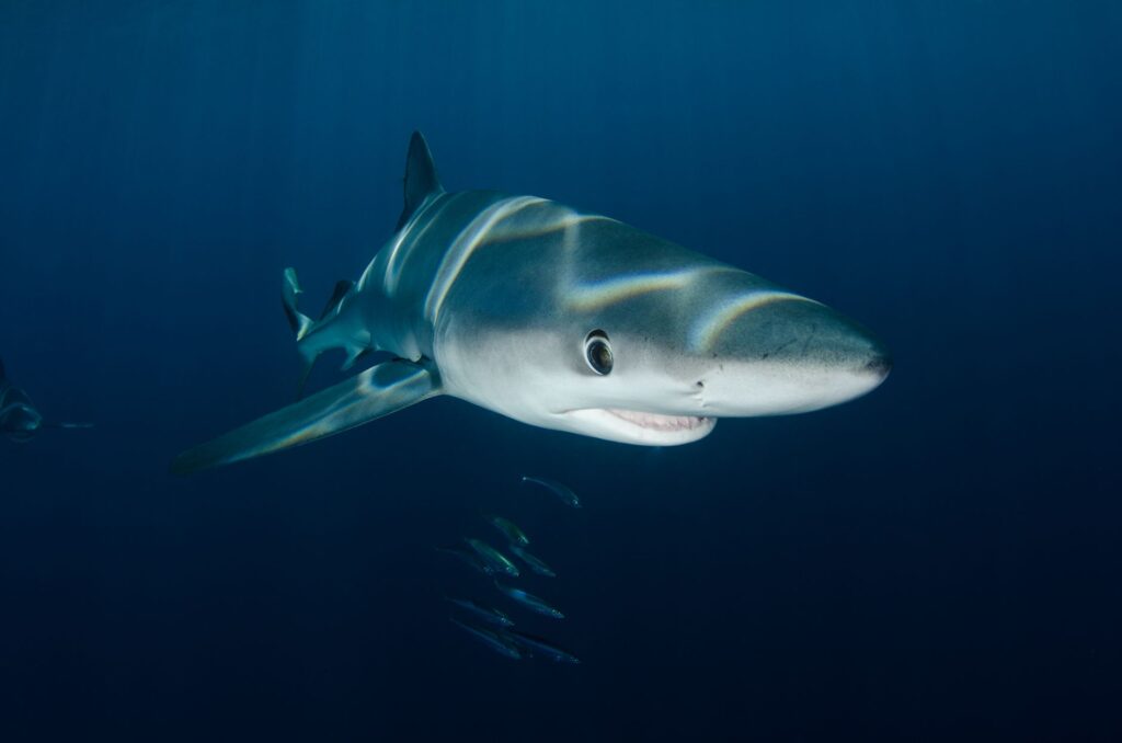 El Refugio del Tiburón Zorro en el Archipiélago de Malpelo: Oceanografía, Upwelling Profundo y Conservación en el Pacífico Oriental
