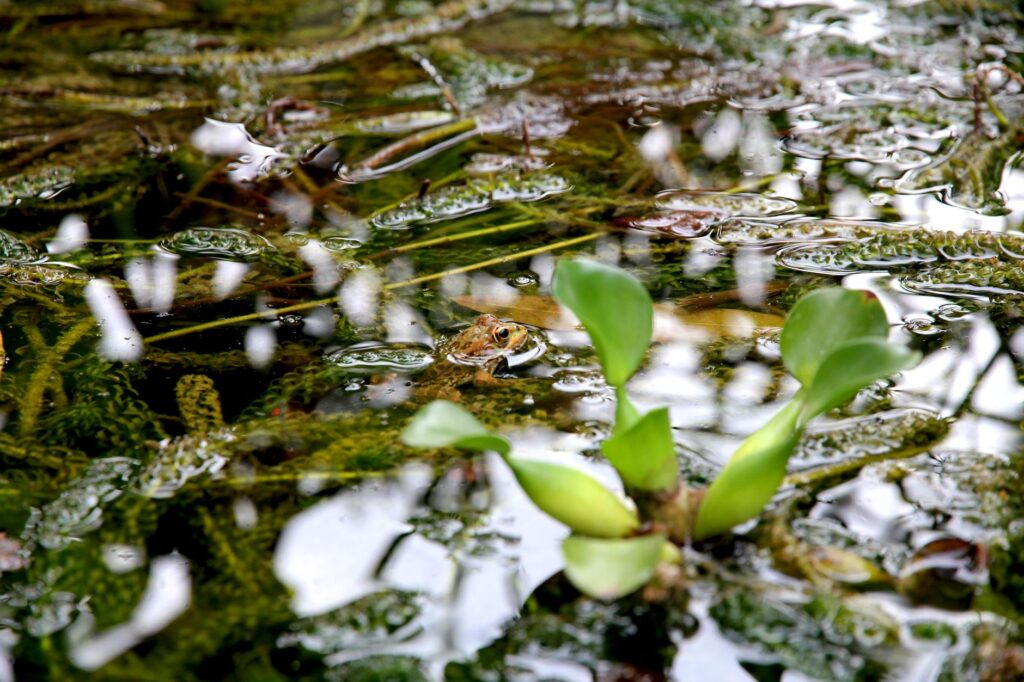 El latido de las estepas altoandinas: cómo la restauración de bofedales y el pastoreo rotativo transforman la conservación en la Reserva Nacional Salinas y Aguada Blanca