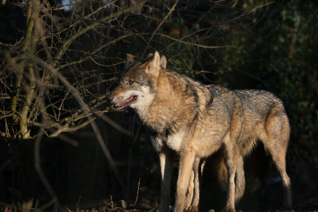 El Refugio del Lobo Ibérico en la Sierra de la Culebra: Biología, Fragmentación Forestal y Conservación en los Montes Zamoranos