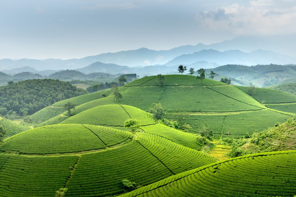 El latido secreto del ferrocarril de Darjeeling: ingeniería a vapor y el pulso vertical del Himalaya