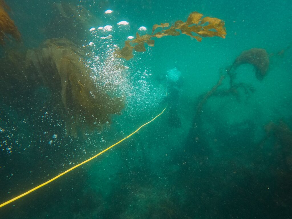 El latido de los bosques submarinos: cómo la restauración de praderas de posidonia y la pesca artesanal transforman la conservación en el Parque Natural del Cabo de Gata-Níjar