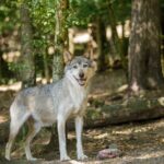 El Refugio del Lobo Ibérico en la Sierra de la Culebra: Biología, Corredores Boscosos y Conservación en el Noroeste Zamorano