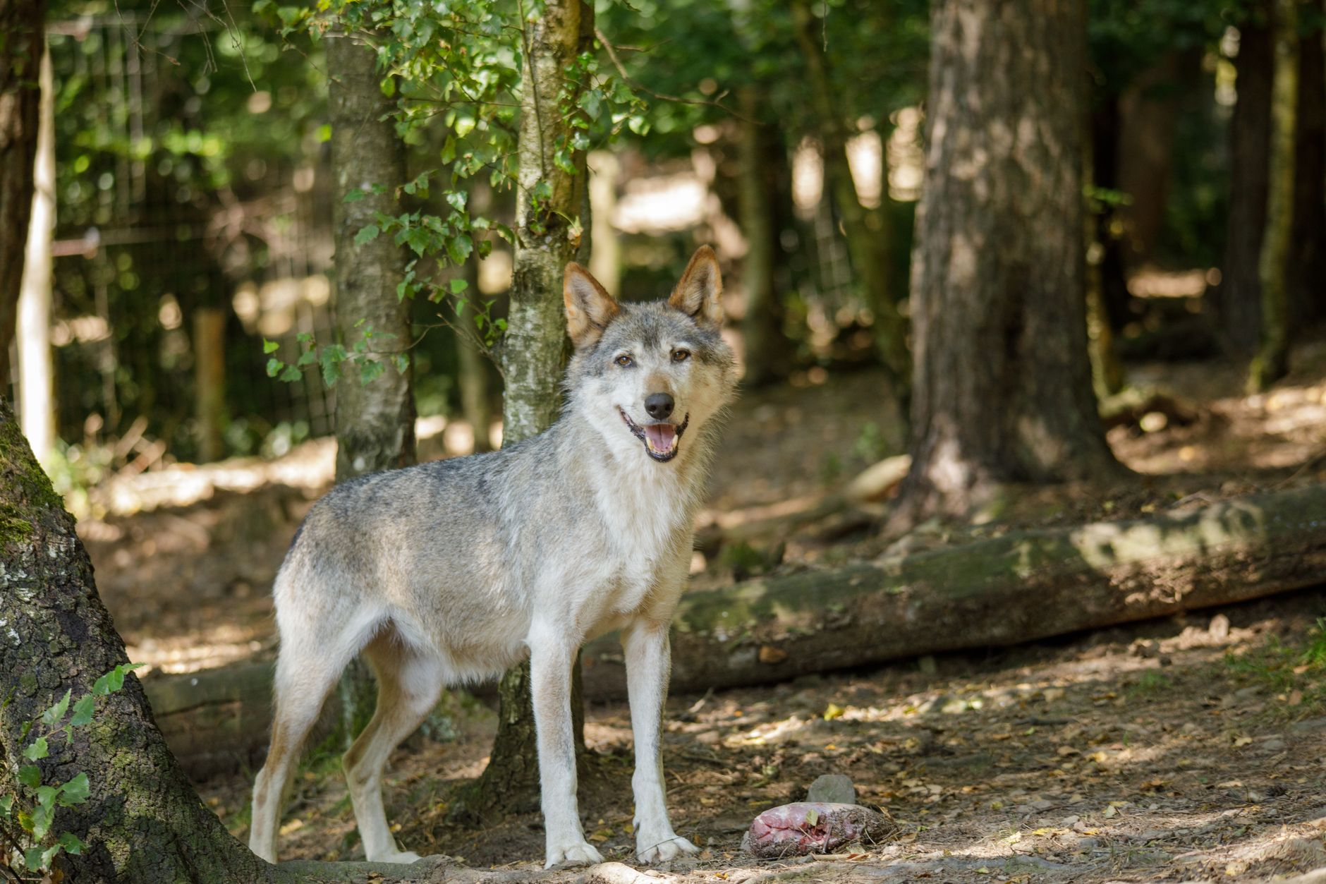 El Refugio del Lobo Ibérico en la Sierra de la Culebra: Biología, Corredores Boscosos y Conservación en el Noroeste Zamorano
