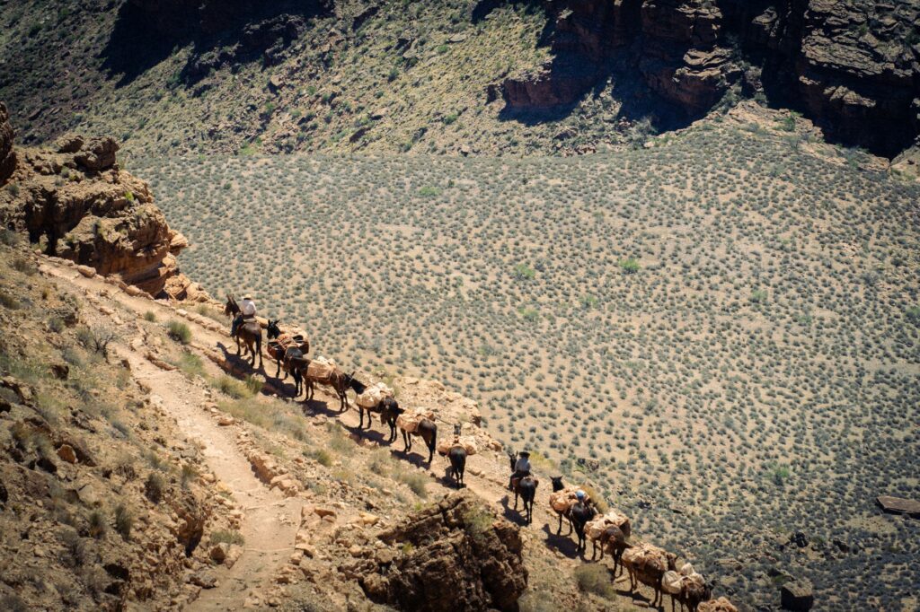 El latido mineral del Atlas de Marrakech: Logística de mulas, pistas de altura y la conectividad bereber en el Toubkal
