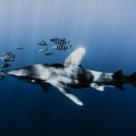 El refugio submarino del tiburón zorro en Malapascua: dinámicas oceánicas y conservación en las profundidades de Visayas