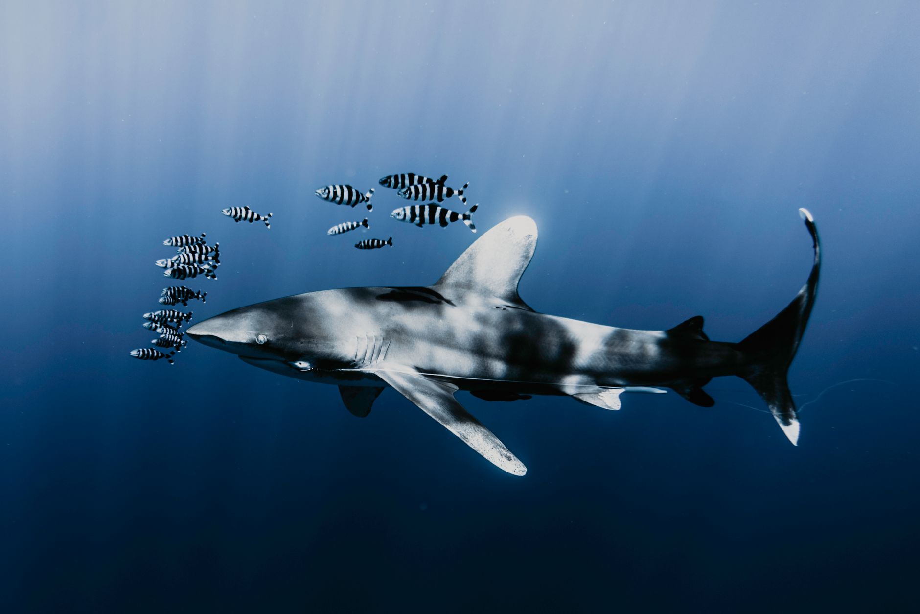 El refugio submarino del tiburón zorro en Malapascua: dinámicas oceánicas y conservación en las profundidades de Visayas