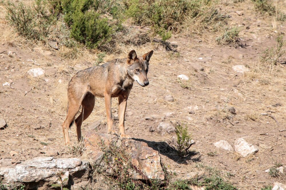 El refugio del lince ibérico en Sierra Morena: demografía, fragmentación y conservación en los montes de Jaén