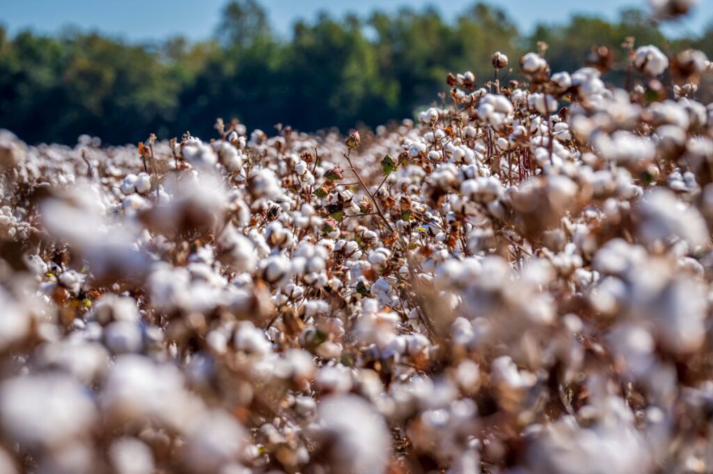 Madewell en septiembre: El arte de la inversión consciente y el futuro del denim sostenible