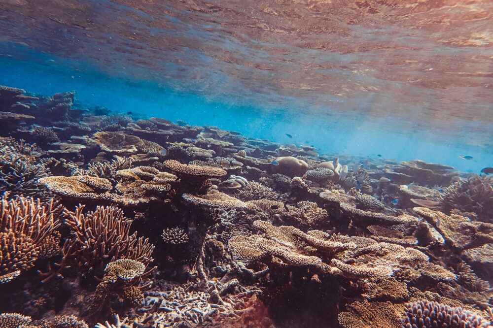 El Santuario Submarino del Arrecife Ningaloo: Aislamiento Austral, Corales de Franja y Conservación en el Índico