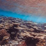 El Santuario Submarino del Arrecife Ningaloo: Aislamiento Austral, Corales de Franja y Conservación en el Índico
