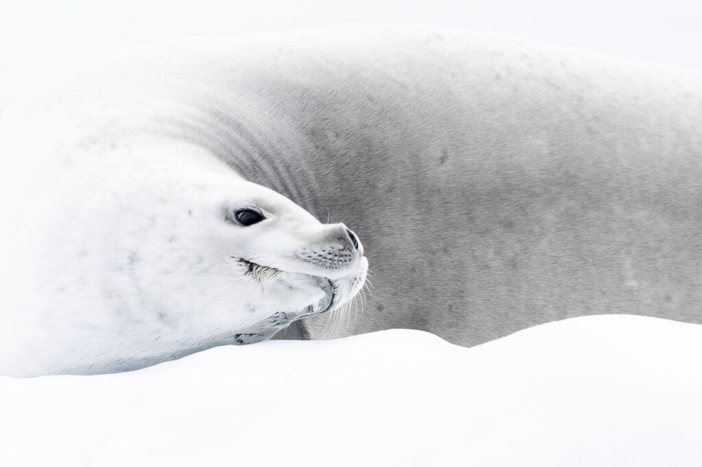 El Santuario Submarino del Mar de Ross: Oceanografía, Bancos de Hielo y Conservación en el Último Océano Virgen de la Tierra