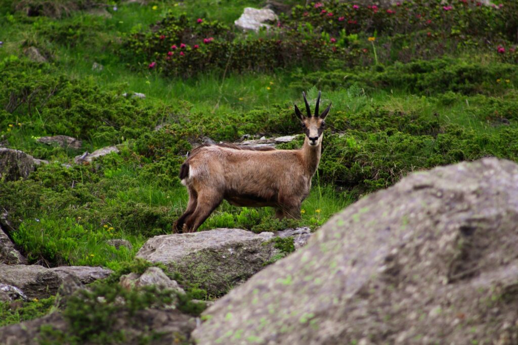 El refugio de la gamuza alpina en el Parque Nacional del Gran Paradiso: ecología nival y conservación en los macizos italianos