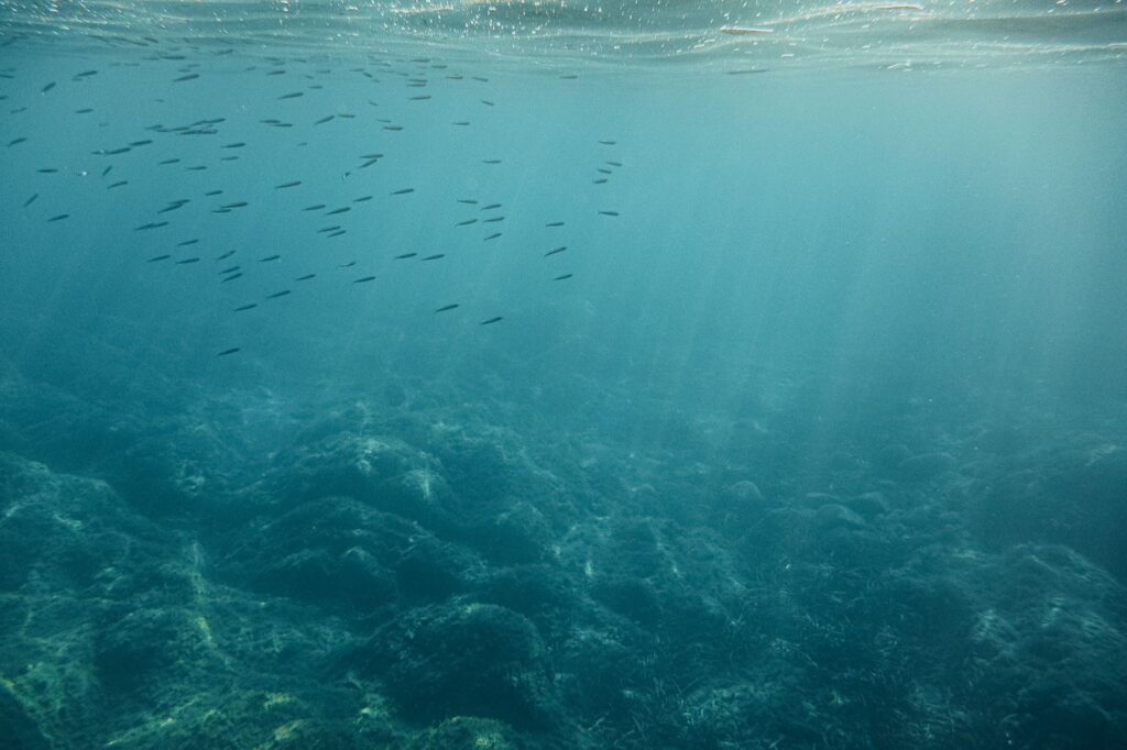 El latido de las praderas sumergidas: cómo la restauración de posidonia y la pesca artesanal transforman la conservación en el Parque Natural del Cabo de Gata