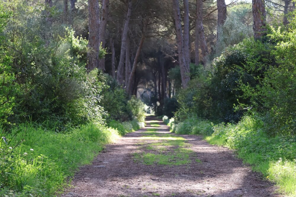 El latido meridional de la Apulia: Caminos de piedra seca, puertos adriáticos y la conectividad rural del Salento