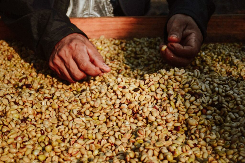 La Ruta del Café de Colombia: Guía de Conectividad, Vuelos y Logística Ferroviaria y Terrestre para el Viajero Global