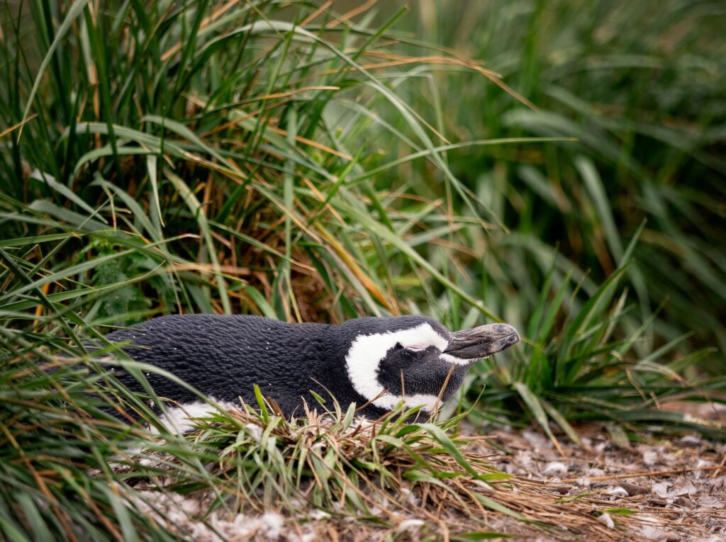 El refugio del pingüino de Magallanes en la costa patagónica: oceanografía, corrientes de plataforma y conservación en las pingüineras de Chubut