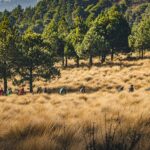 Naturaleza sin fronteras: El corredor migratorio y ecológico que une a Canadá y México