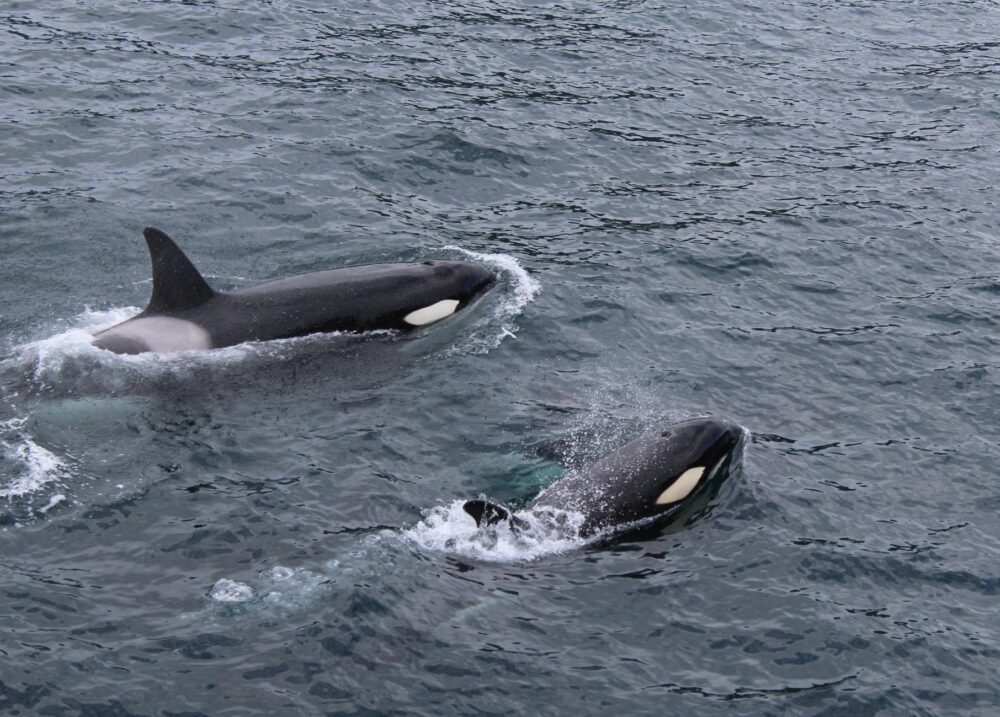 El silencio del agua fría: cuando quince orcas cambiaron el rumbo de una expedición en La Ventana