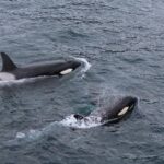El silencio del agua fría: cuando quince orcas cambiaron el rumbo de una expedición en La Ventana