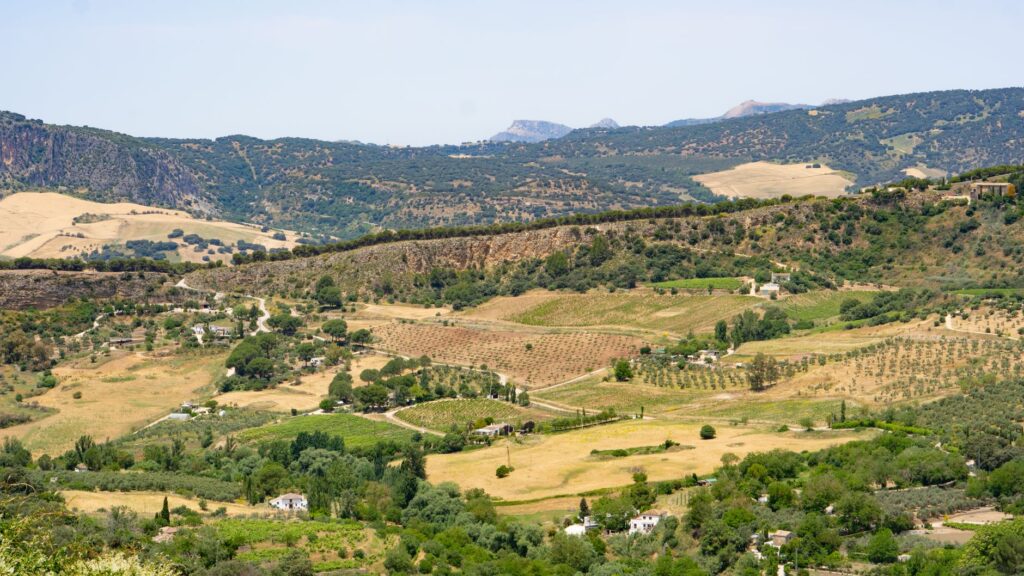 El latido de los bancales de olivar: cómo la agricultura regenerativa y los senderos de piedra seca transforman la conservación en la Sierra de Aracena