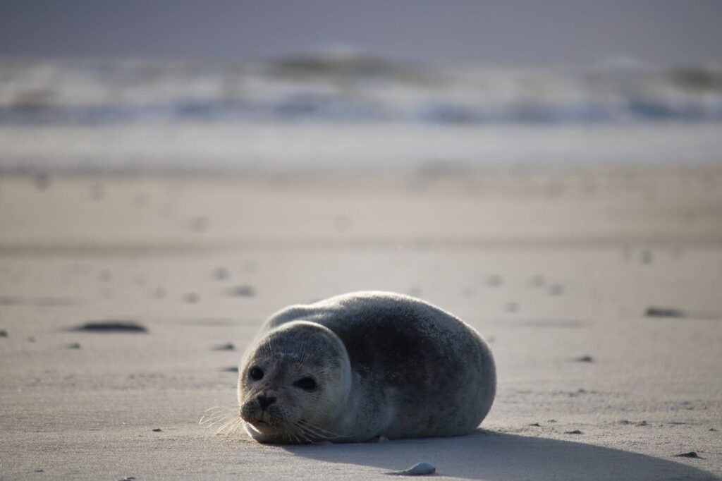 El Santuario Submarino del Mar de los Wadden: Dinámicas Mareales y Biodiversidad en el Litoral del Mar del Norte
