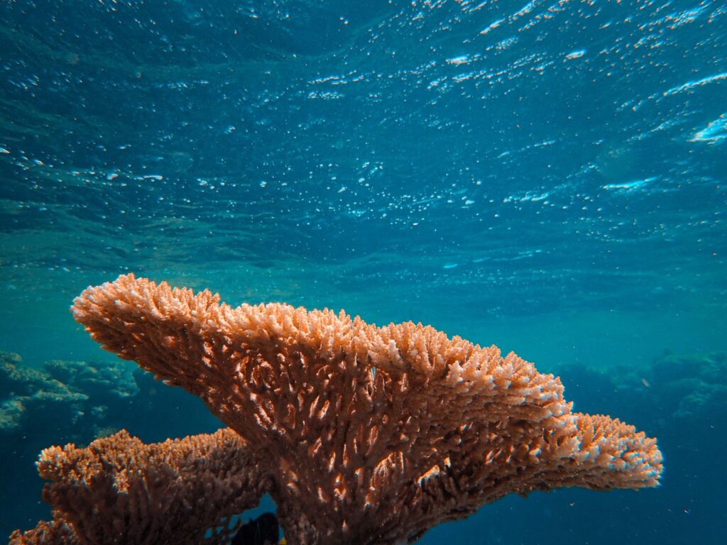 El santuario de la ballena jorobada en el banco de Silver: oceanografía, migraciones y conservación en las profundidades del Caribe dominicano