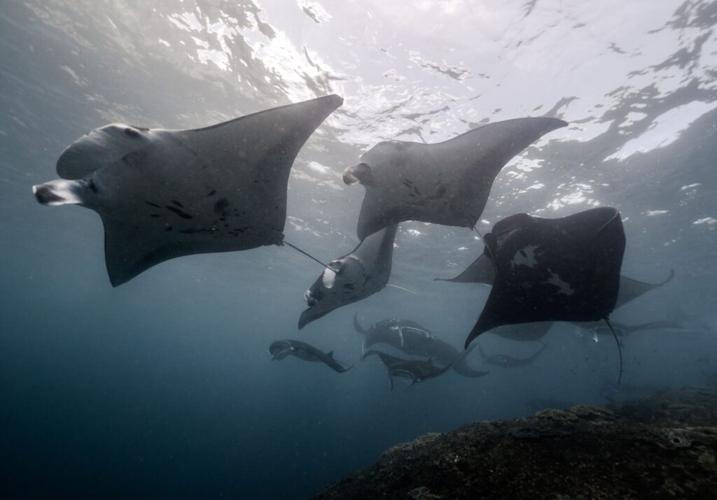 El Santuario Submarino de Socorro: Volcanismo Oceánico, Gigantes Pelágicos y Conservación en el Archipiélago de Revillagigedo